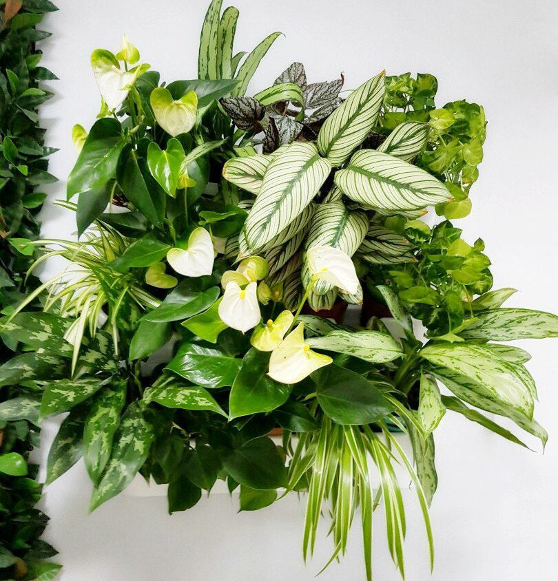 BOXSAND-12 (24"x26") Living Wall - Vertical Wall Planter, Vertical Garden for 12 Plants (White) + Square Black Pots