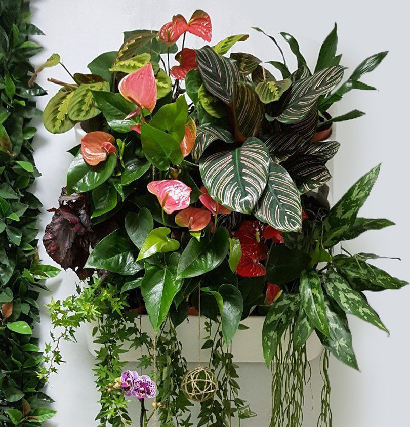 BOXSAND-12 (24"x26") Living Wall - Vertical Wall Planter, Vertical Garden for 12 Plants (White) + Square Black Pots