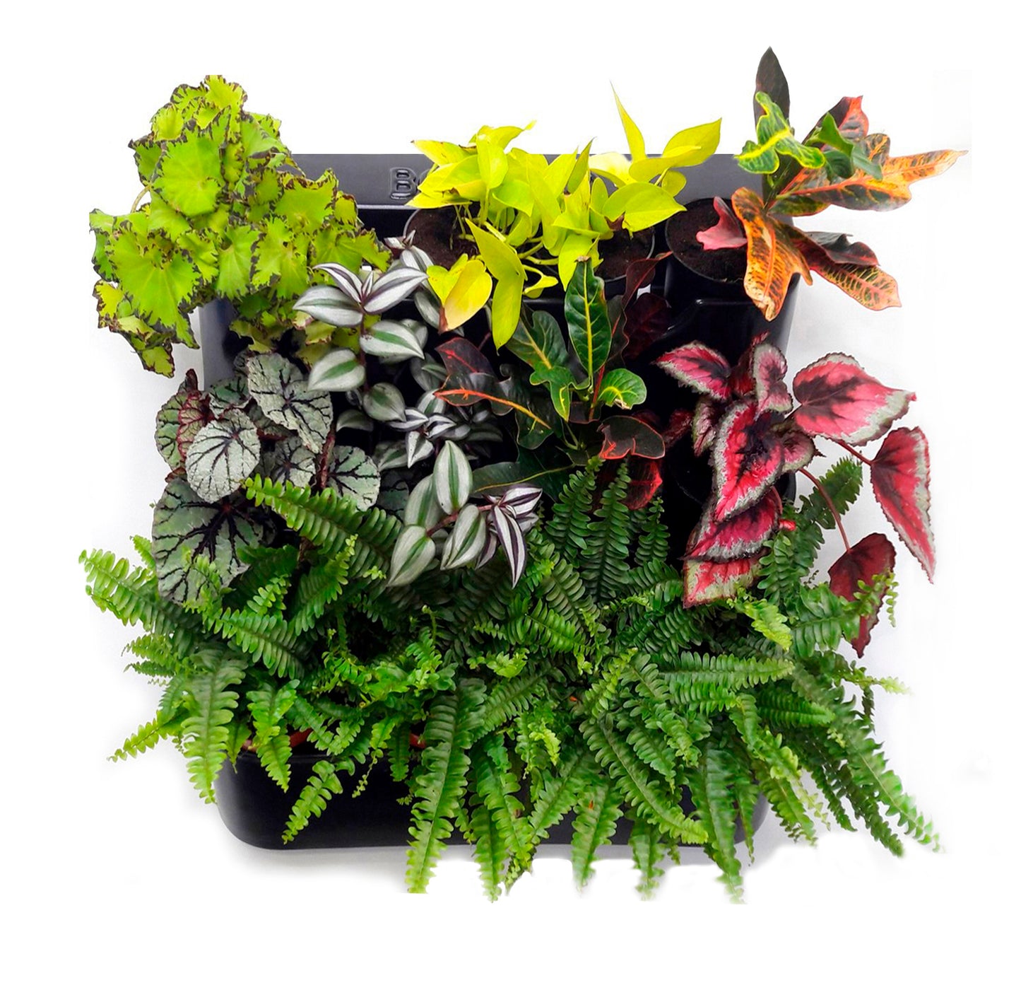 BOXSAND-12 Vertical Planter (24"x26") - 12 Plants Black Color + Round Black Pots