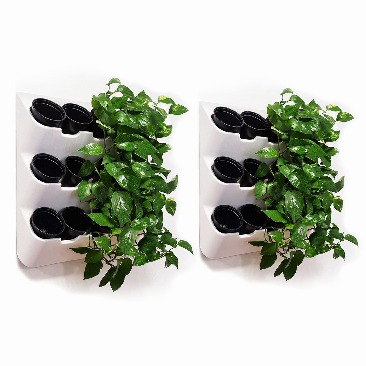 BOXSAND-24 Wall Planter, Living Wall (24"x50") - 24 Plants (White) + Black Round Pots