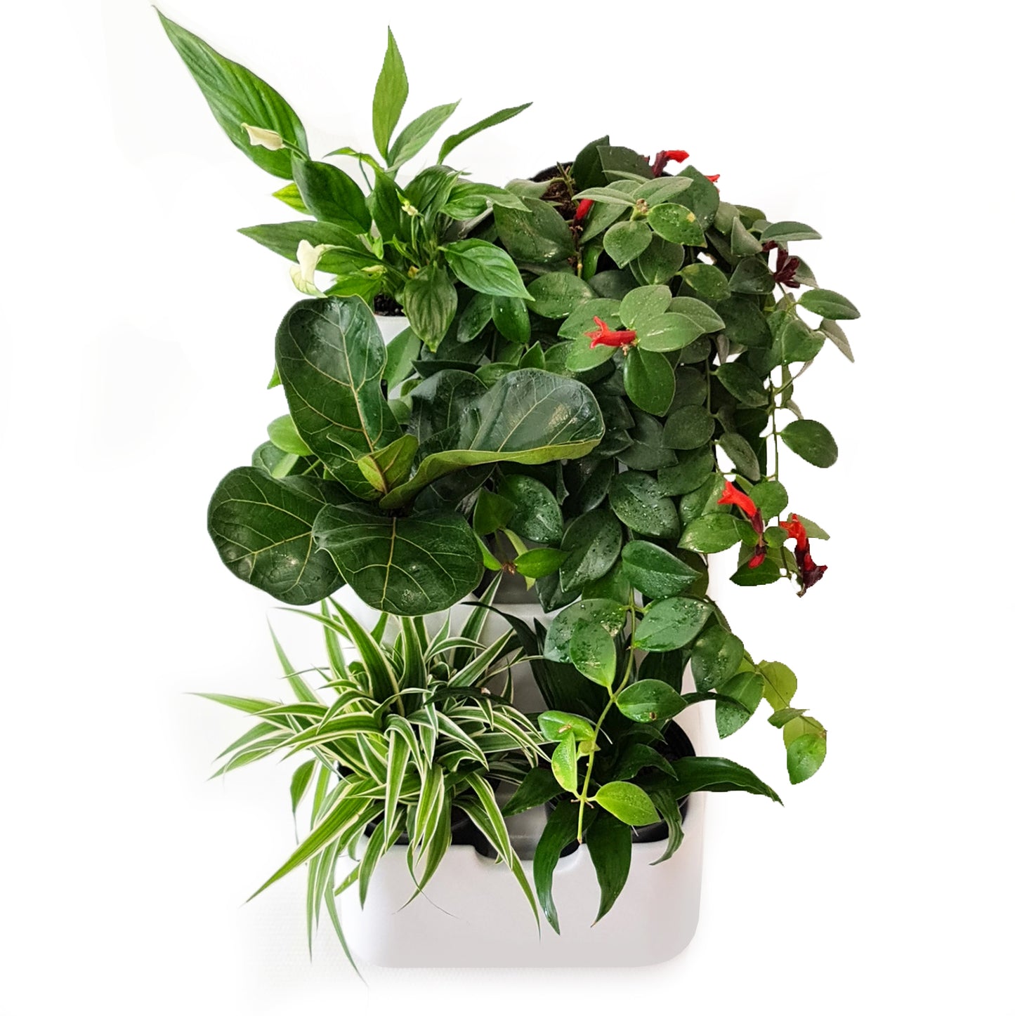 BOXSAND-6 Wall Planter, Living Wall (12"x26") - 6 Plants, White Color