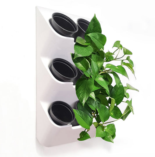 BOXSAND-6 Wall Planter, Living Wall (12"x26") - 6 Plants, White Color + Round Black Pots