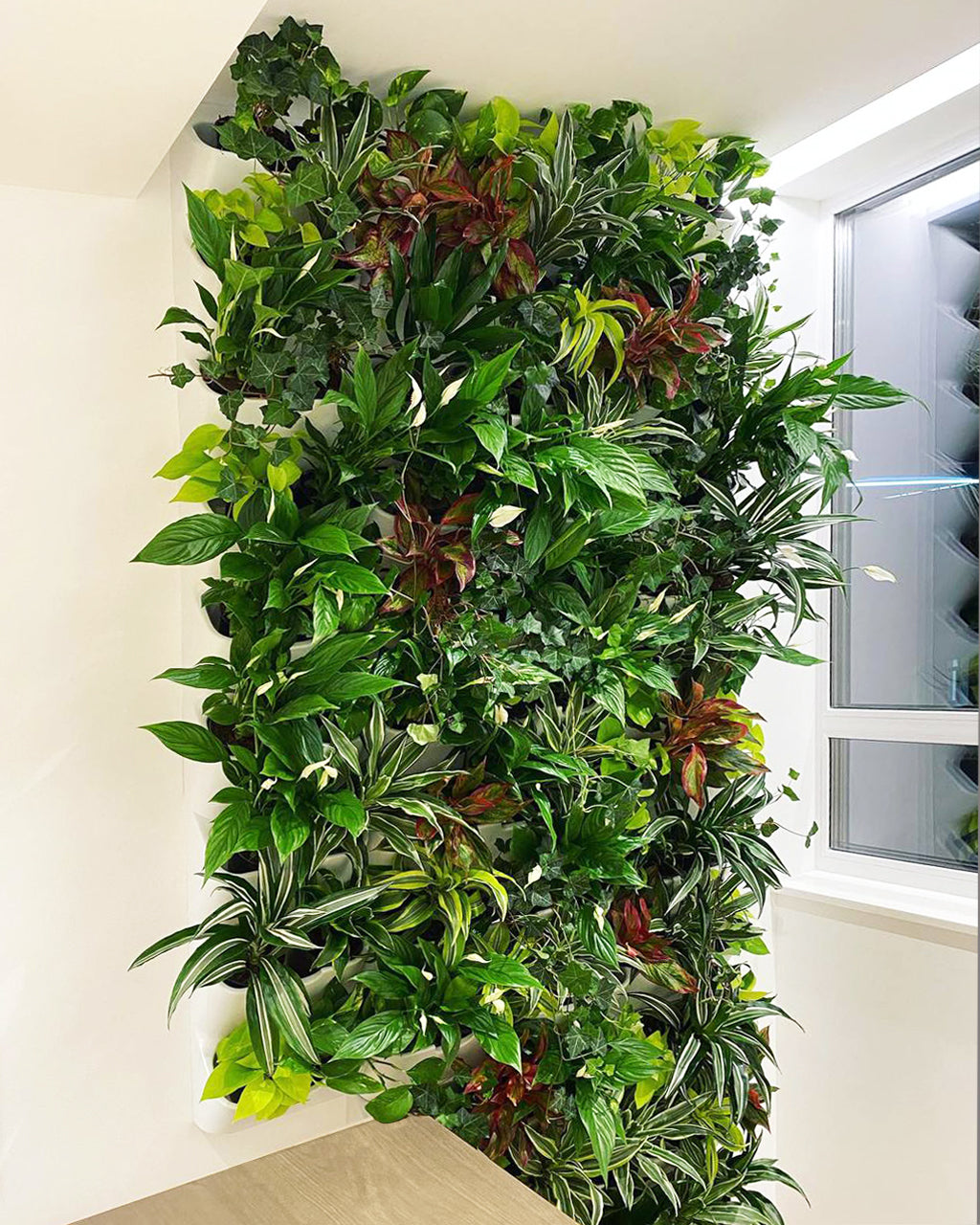 BOXSAND-6 Vertical Planter (12"x26") - 6 Plants, Black Color + Square Black Pots