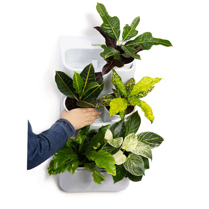 BOXSAND-6 Vertical Planter (12"x26") - 6 Plants, Black Color + Square Black Pots
