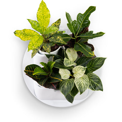 BOXSAND-4 Vertical Wall Planter with 4 Pots – Modern Wall Mounted Indoor/Outdoor Planter for Herbs & Plants, Vertical Garden Wall Decor for Home, Kitchen or Living Room (White + 4 Black Round Pots)