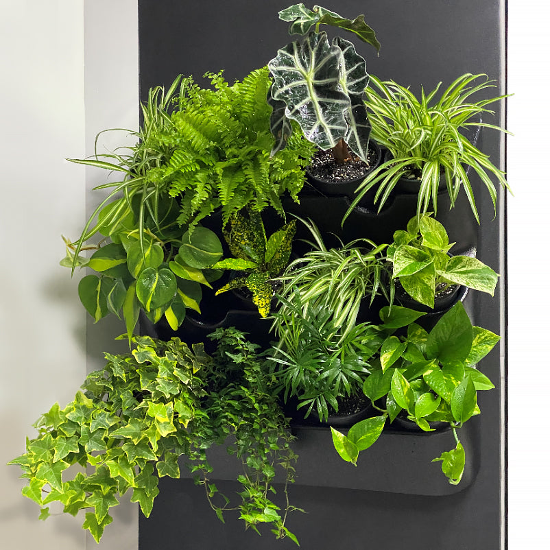 BOXSAND-12 Vertical Planter for 12 plants (24"x26") Black Color