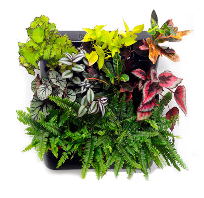 BOXSAND-12 Vertical Planter (24"x26") - 12 Plants Black Color + Round Black Pots