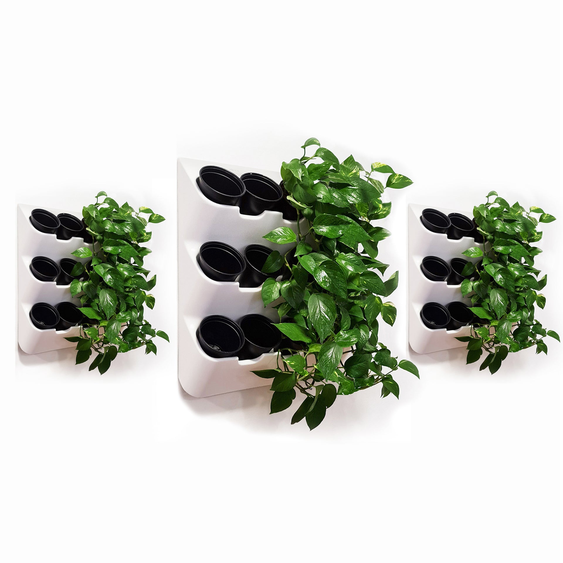 self watering plant wall BOXSAND-36 Vertical Wall Planter Set of 3 (24"x74") – Living Wall Plan – BOXSAND