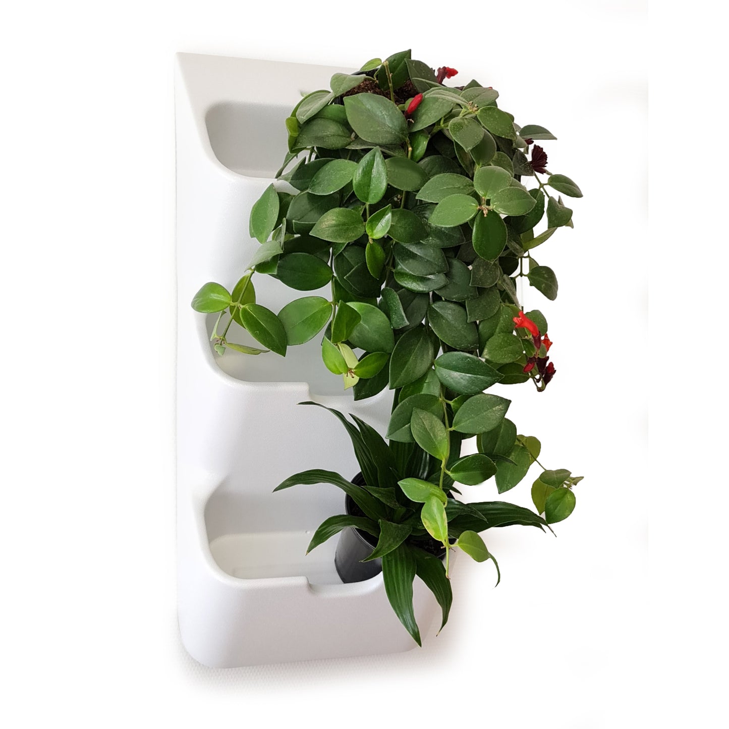BOXSAND-6 Wall Planter, Living Wall (12"x26") - 6 Plants, Black Color